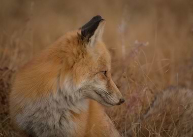 Fox in the Wild
