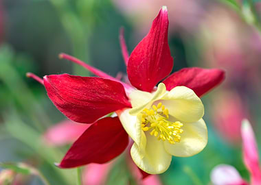aquilegia flower in bloom