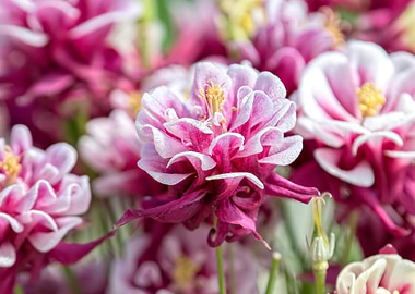 aquilegia flower in bloom