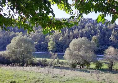 Forest view in september