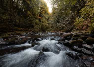 Forest creek landscape