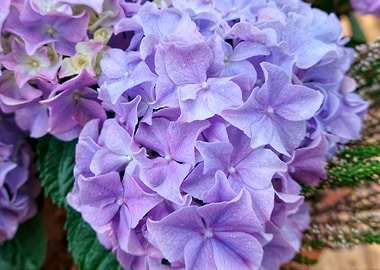 blue hydrangea in bloom