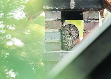 Tawny owl