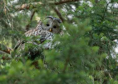 Ural owl