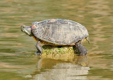 turtle rest on rock at sun