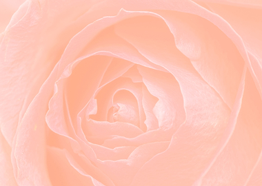 Rose design wall paper