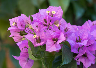 bouganvillea in bloom