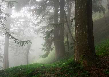 Misty Forest