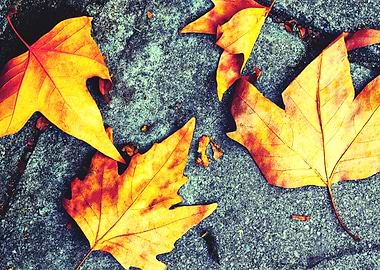 Yellow fallen fall leaves
