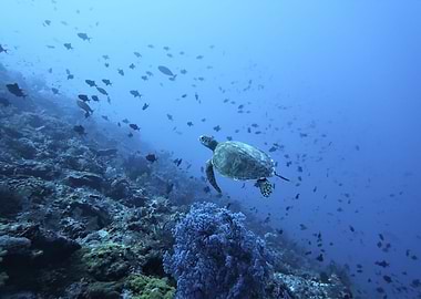 Turtle Reef