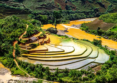 Golden Terraces