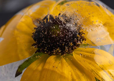 Yellow echinacea in ice 1