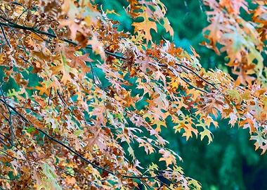 colorful autumn leaf