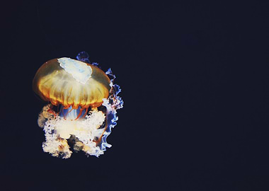 Jellyfish Afloat