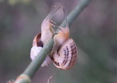 Two Cernuella virgata 2