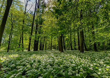 Spring forest,tree,flowers