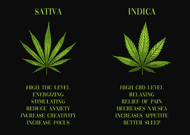 Cannabis Sativa vs Indica