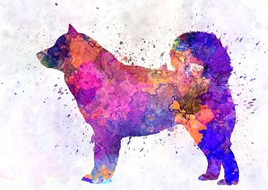 Alaskan Malamute dog