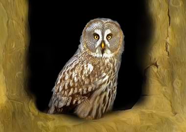 Owl