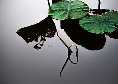 Remains of the lotus shape