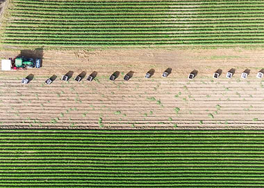 Ready For Harvesting