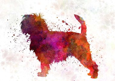 Affenpinscher dog