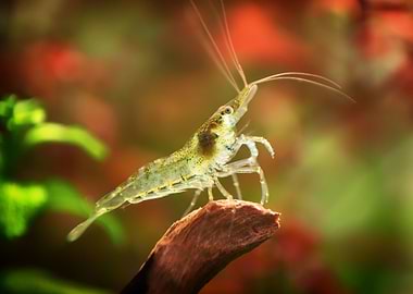 Aquarium Freshwater Shrimp