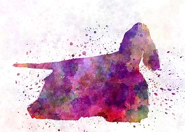 American Cocker Spaniel