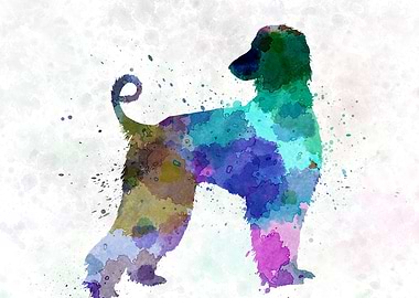 Afgan Hound