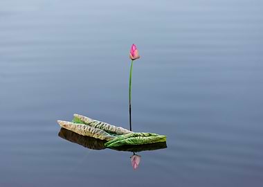 Lotus buds and leaves