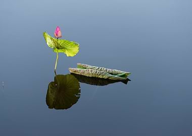 Lotus buds and leaves