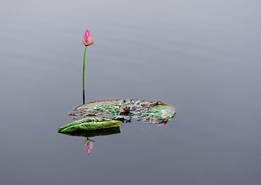Lotus buds and leaves