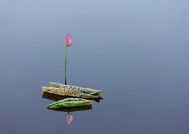 Lotus buds and leaves