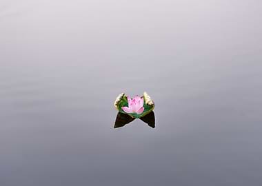 Beautiful lotus flowers