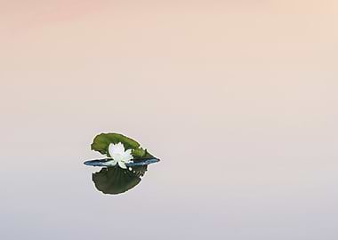 Beautiful lotus flowers