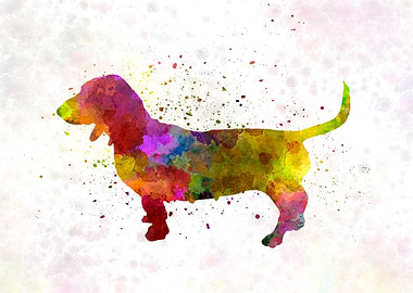 Artesian Norman Basset dog