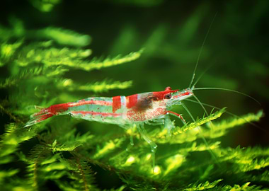 Freshwater Shrimp aquarium