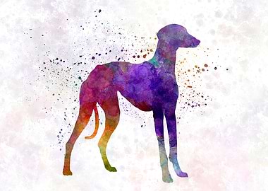 Arabian Greyhound