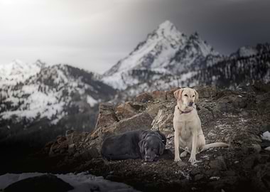 Dogs on the mountains