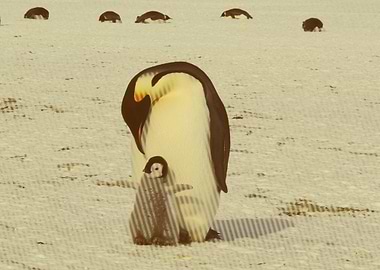 penguins