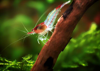 Freshwater Shrimp aquarium
