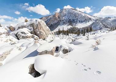 Foot Prints in the Snow