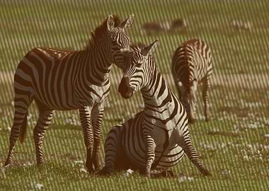 zebra