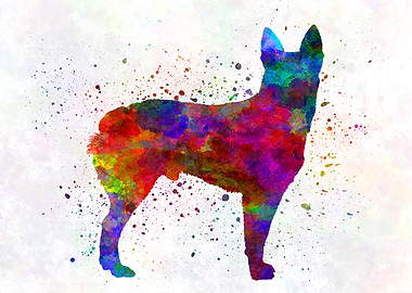 Australian Stumpy Tail