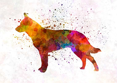 Australian Cattle Dog