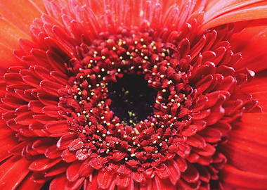 A red flower