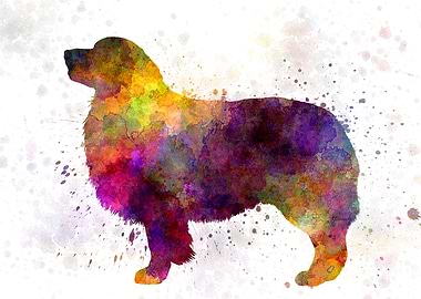 Australian Shepherd