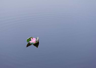 Beautiful lotus flowers