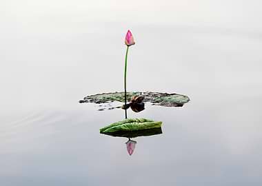 Lotus buds and leaves