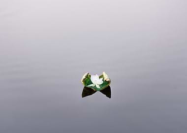 Beautiful lotus flowers